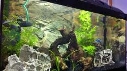 Aquarium Pfütze (existiert nicht mehr)