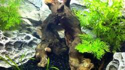 Pflanzen im Aquarium Pfütze (existiert nicht mehr)