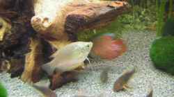 Colisa lalia - Zwergfadenfisch - Weibchen & Männchen