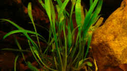 Pflanzen im Aquarium Dicrossus