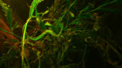 Pflanzen im Aquarium Dicrossus