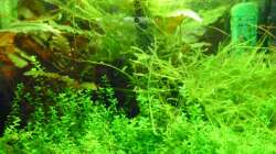 Pflanzen im Aquarium Miniwiese
