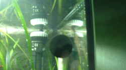 JBL Heizer,25 Watt