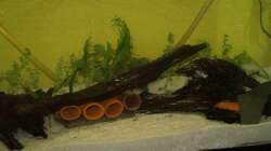 die dekoration im vorderen teil