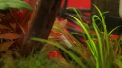 Besatz im Aquarium Dennerle Nano Cube 20