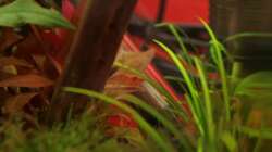 Besatz im Aquarium Dennerle Nano Cube 20