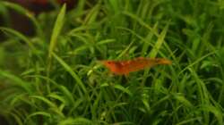 Besatz im Aquarium Dennerle Nano Cube 20