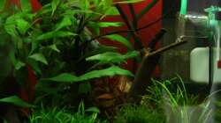 Aquarium Dennerle Nano Cube 20