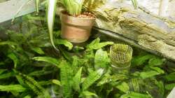 Pflanzen im Aquarium The Green 2 meters