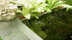 Pflanzen im Aquarium The Green 2 meters