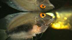 Uaru an der Wasseroberfläche