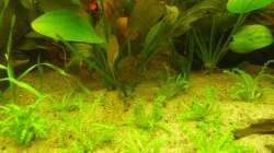 Echinodorus ´Roter Leopard´  und pogostemon helferi