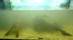 Das Wasser ist noch trüb