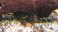 Ein Wels-etwas unscharf 