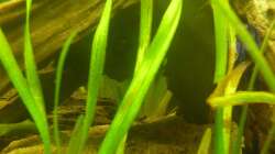 Vallisneria spiralis oder tortifolia