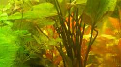 Echinodorus ozelot und Hydrocotyle verticillata