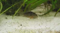 Einer der Panzerwelse