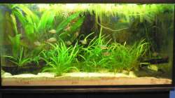 Aquarium Südamerikabecken