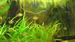 Aquarium Südamerikabecken