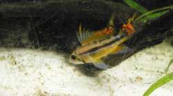 Das Kakadu-zwergbuntbarsch Männchen