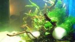 Dekoration im Aquarium Blue Cube