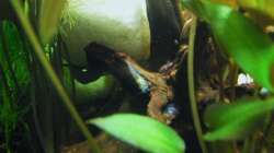 die Größte von Allen