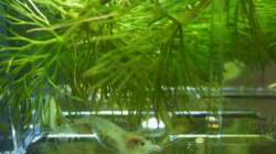 Bald gibt es Nachwuchs 