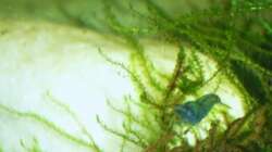 8 Stunden nach dem Einzg ins Becken