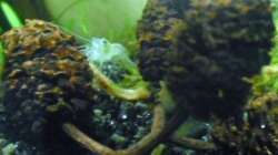 Erlenzäpfchen sind ganz beliebt