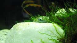 8 Stunden nach dem Einzug ins Becken