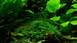 Boraras urophthalmoides