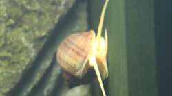 Rosali meine Apfelschnecke