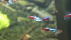 Der Neon mit nur einem Auge (Geburtsfehler)