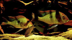 Aquarium Geophagus, was sonst?