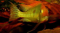 Aquarium Geophagus, was sonst?