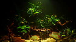 Aquarium Geophagus, was sonst?