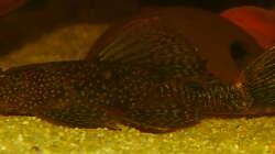 Schildpatt Ancistrus Weibchen