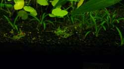 Test mit ´Kuba-Gras´ 