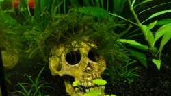 ´Garnelen´ Schädel jetzt mit Haaren (Quellmoos)