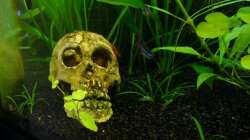 ´Garnelen´ Schädel 