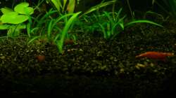 hach ich mag die kleinen! xD