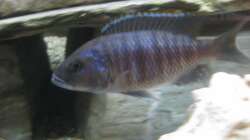 Besatz im Aquarium Mein erster, geändert