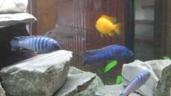 Besatz im Aquarium Mein erster, geändert