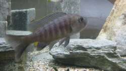 Besatz im Aquarium Mein erster, geändert