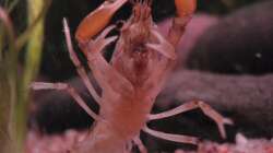 Mexikanischer Zwergflusskrebs (lebt nicht mehr))