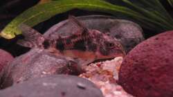 Panzerwels (lebt nicht mehr)