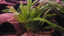 Echindoros Blehri (Große Amazonasschwertpflanze)