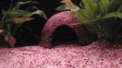 Crustatube und Kokosnusshöhle