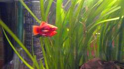 Platymännchen mit Weibchen