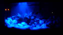 Aquarium Juwel Aquarium Vision 260 mit Unterschrank